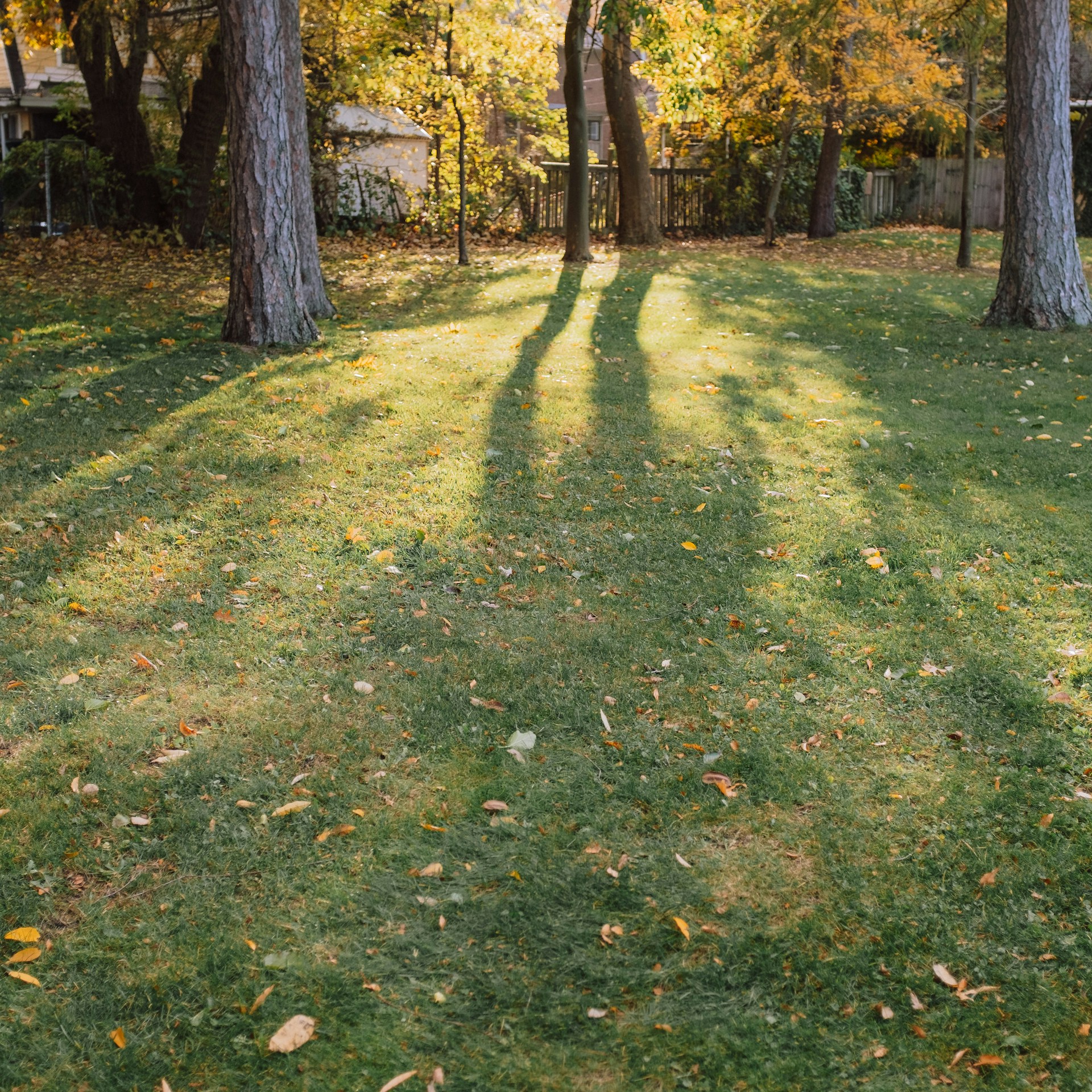 Autumn Lawn Care Autumn Lawn Care - featured image