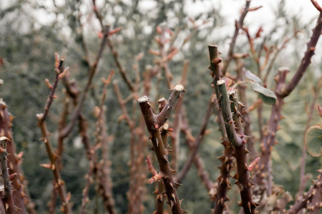 Essential Winter Pruning Guide for UK Gardens Essential Winter Pruning Guide for UK Gardens - featured image