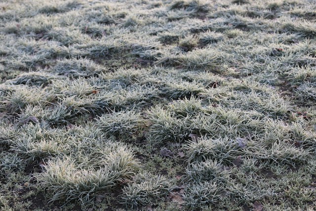 Winter Lawn Care UK: Your Essential Guide to a Resilient Lawn
